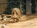 Warthog (2)